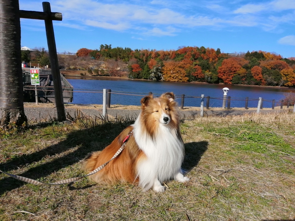 長久手市 愛 地球博記念公園 のあとまったり散歩道