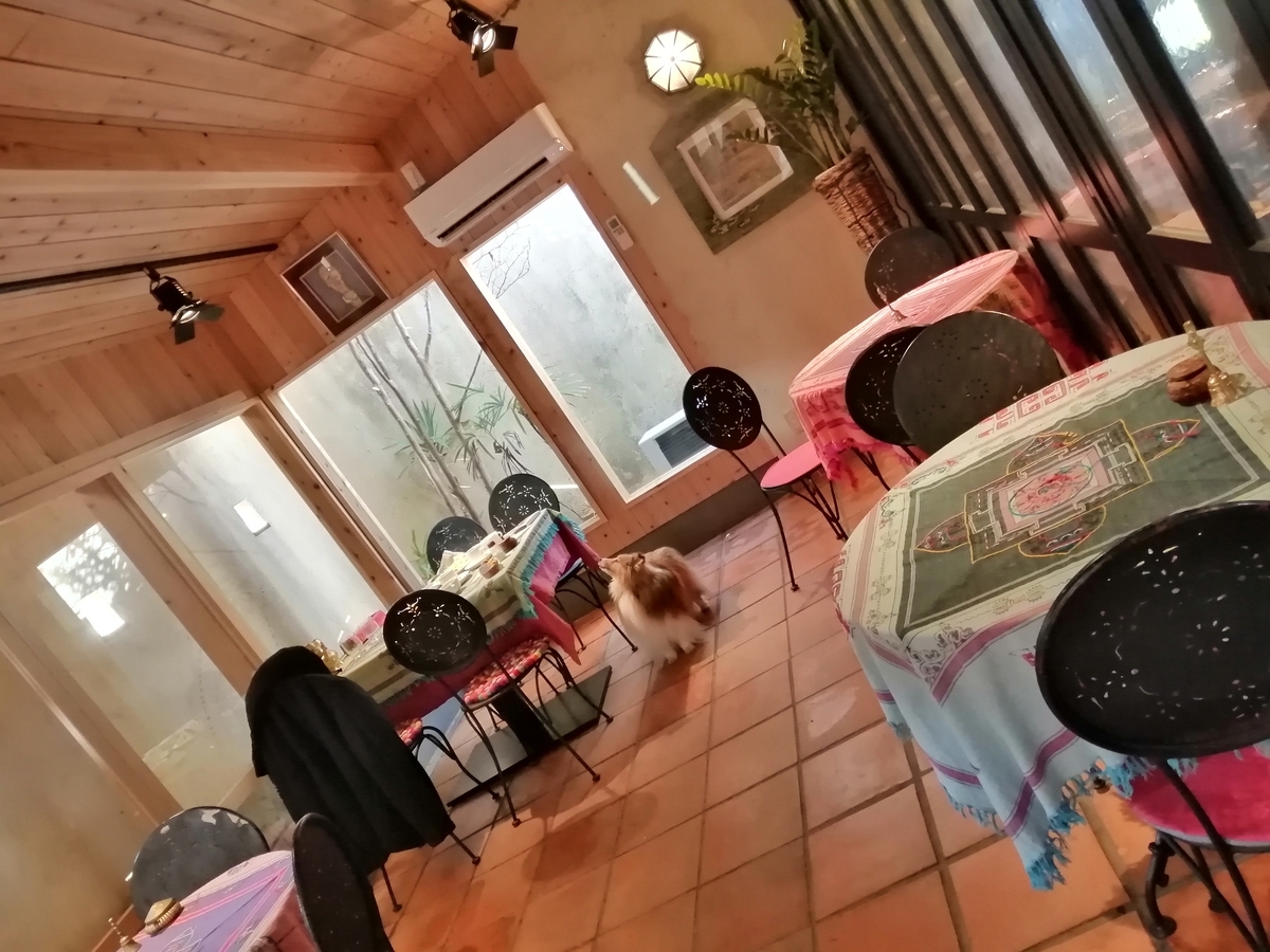 f:id:noaz-dog:20191215215219j:plain