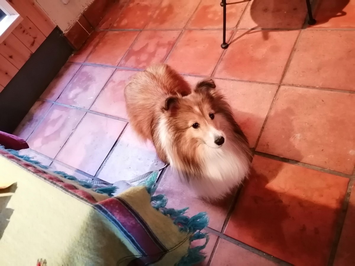 f:id:noaz-dog:20191215215519j:plain