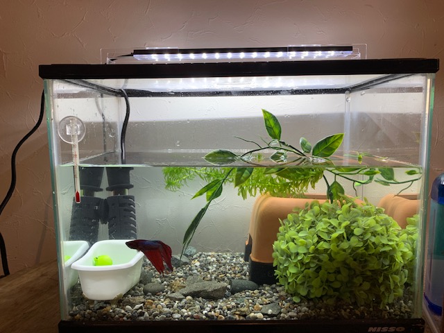 ミニ水槽3個セット〜ベタ用☆LEDライトもあるよ☆〜