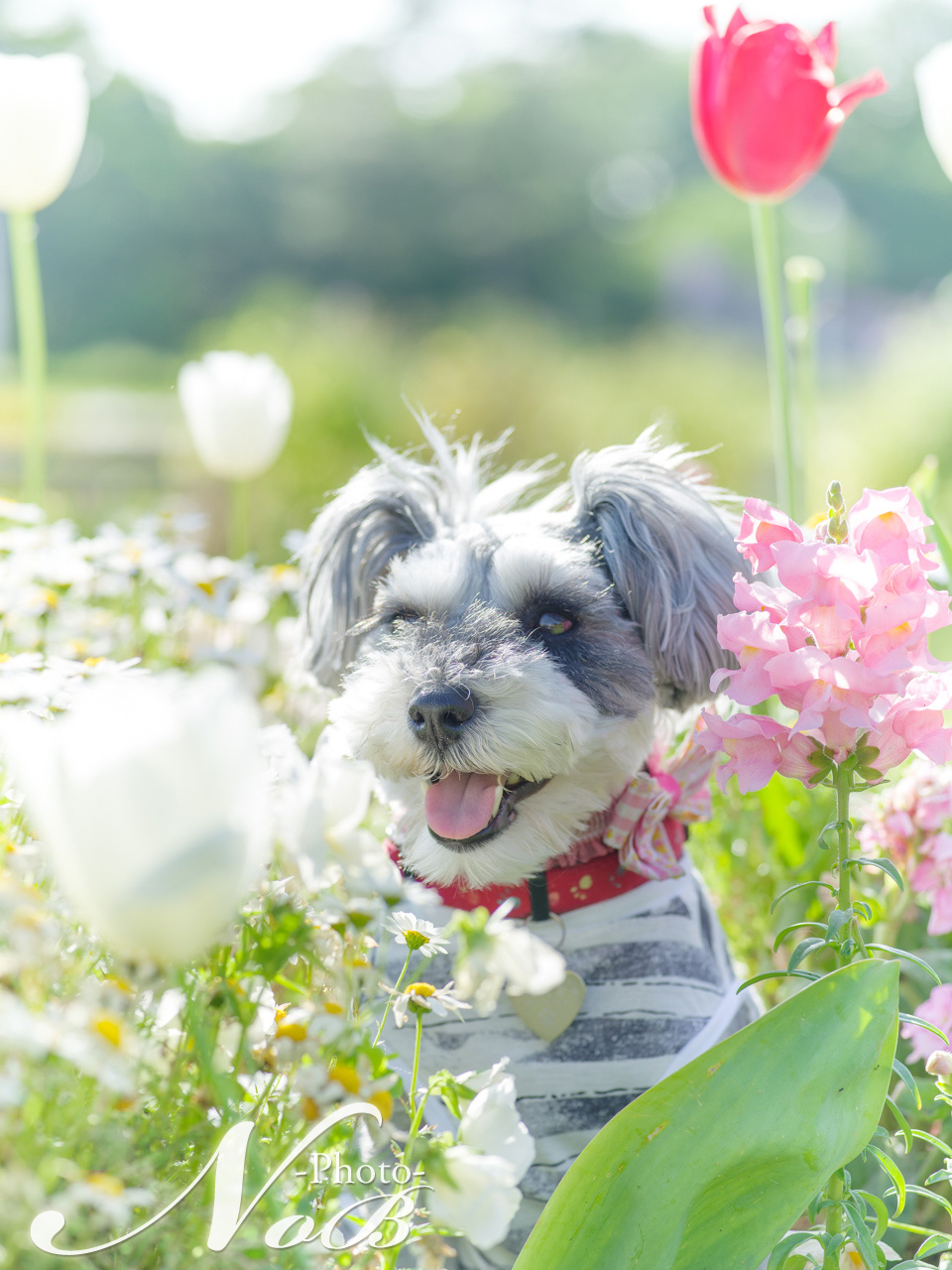 f:id:nob-ponz:20170713234141j:plain f:id:nob-ponz:20170713234141j:plain