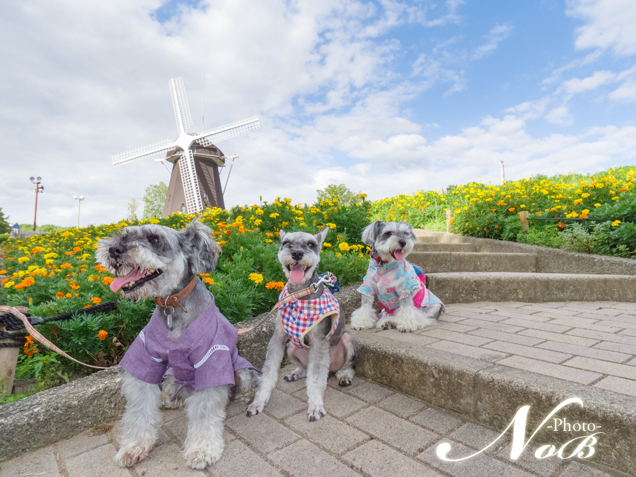 f:id:nob-ponz:20170818224838j:plain f:id:nob-ponz:20170818224838j:plain