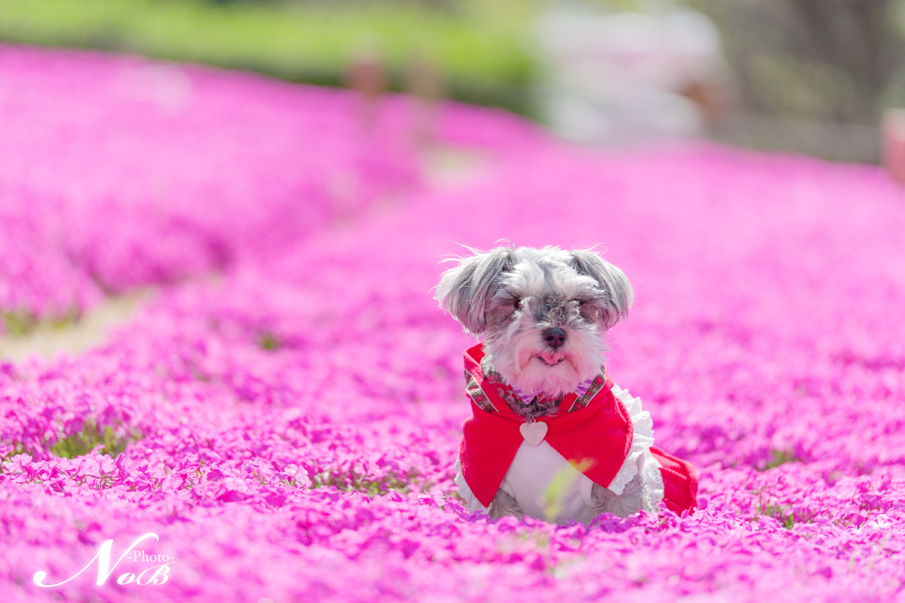 f:id:nob-ponz:20180411175907j:plain f:id:nob-ponz:20180411175907j:plain
