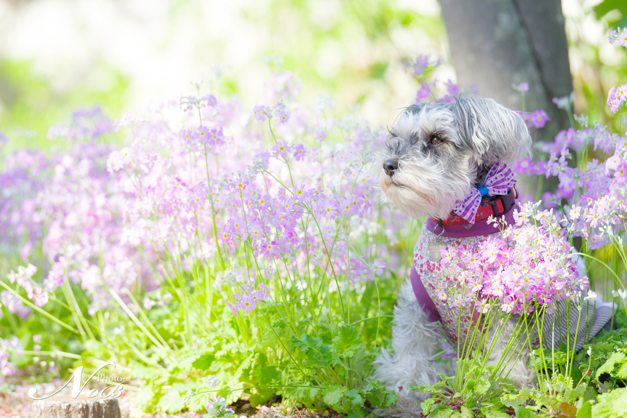 f:id:nob-ponz:20180418182542j:plain f:id:nob-ponz:20180418182542j:plain