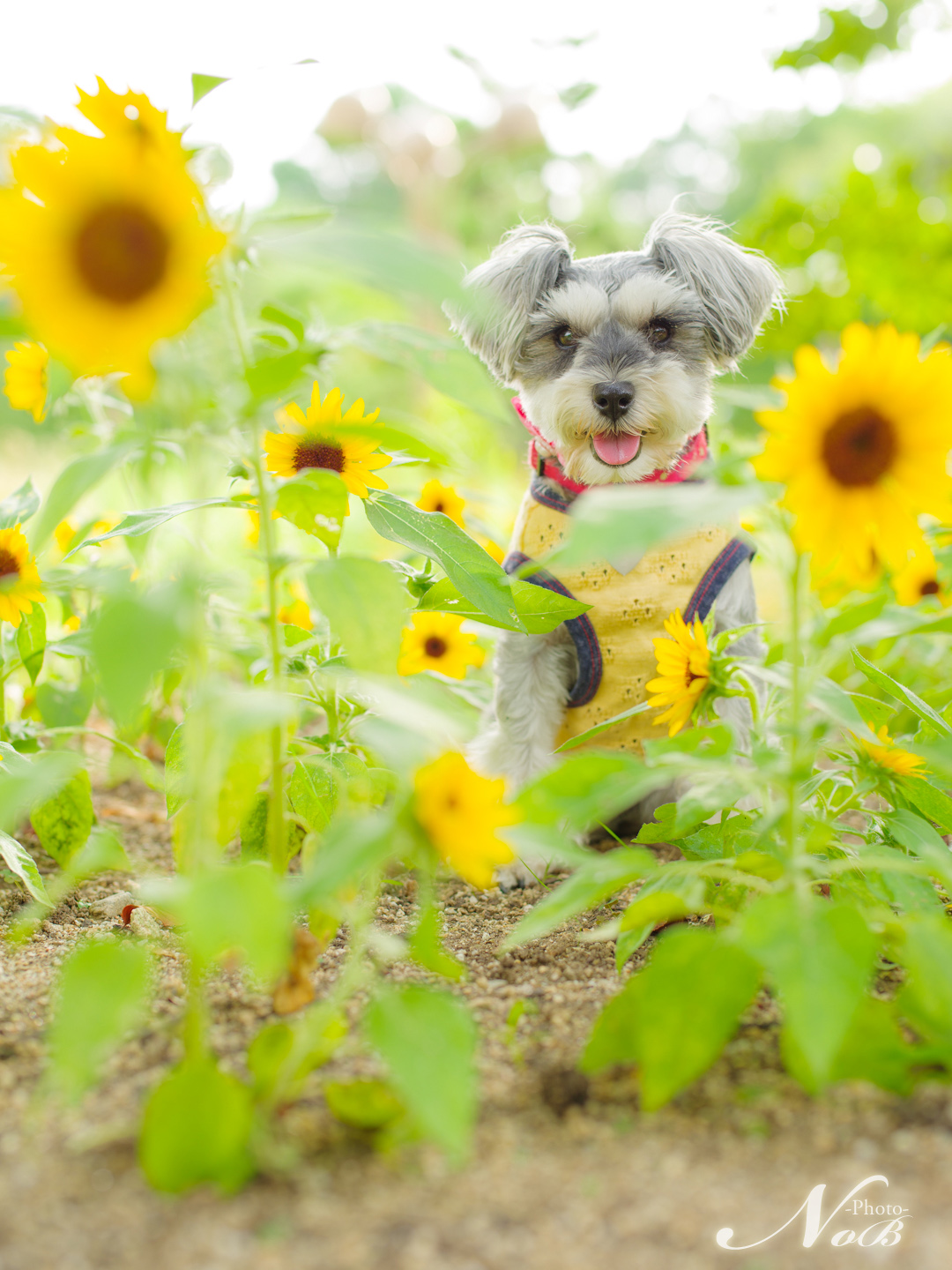 f:id:nob-ponz:20181015003923j:plain f:id:nob-ponz:20181015003923j:plain