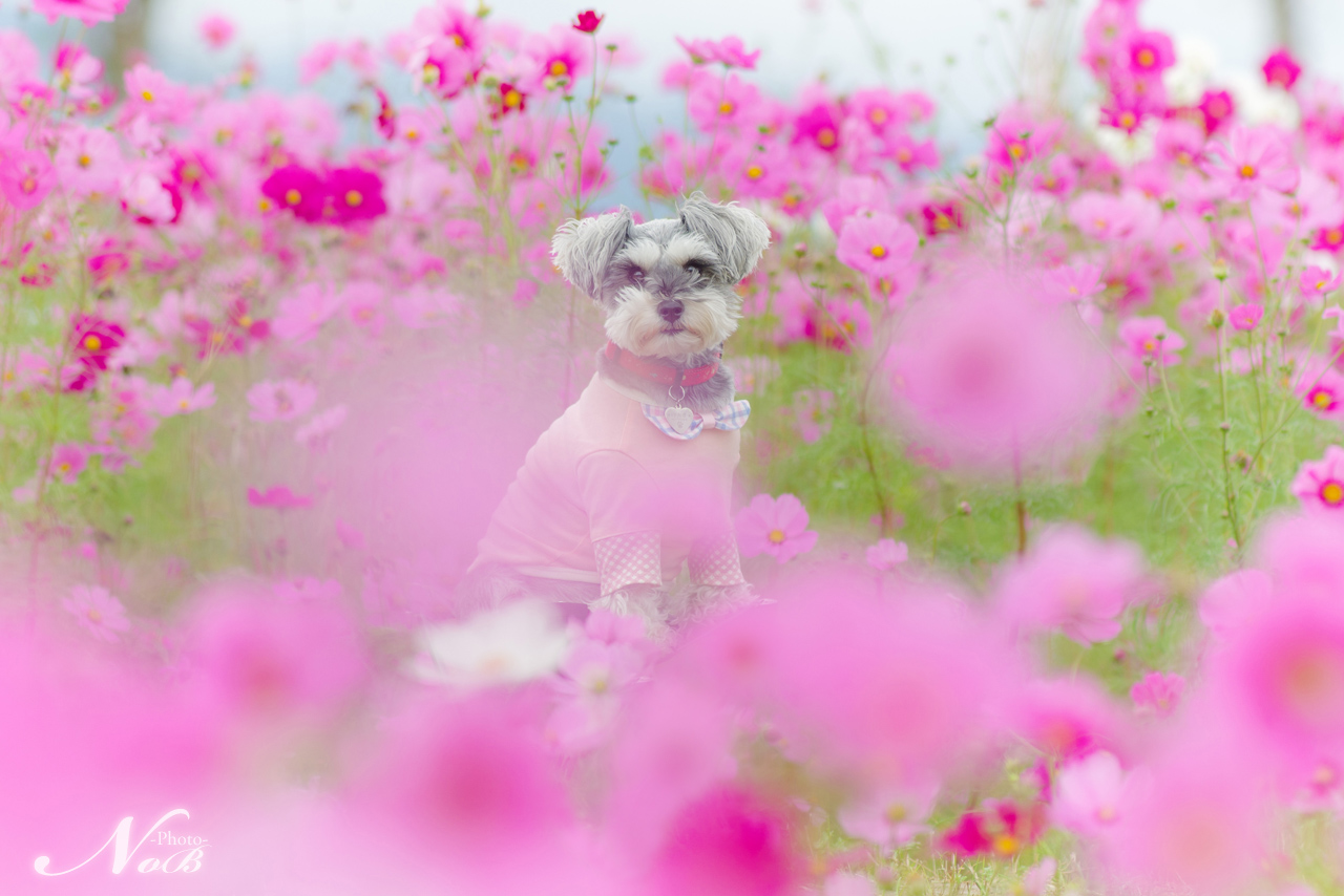 f:id:nob-ponz:20181024002346j:plain f:id:nob-ponz:20181024002346j:plain