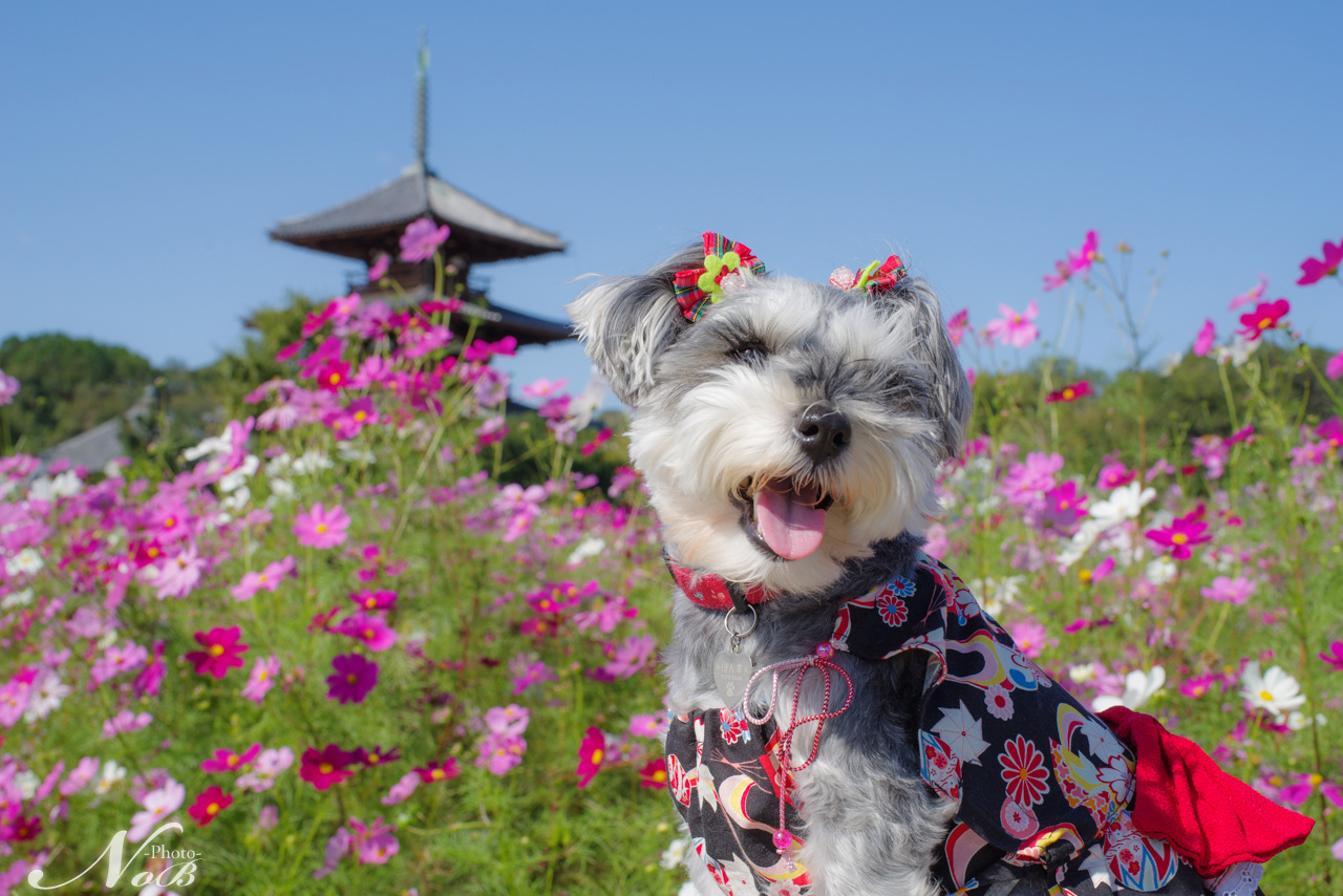 f:id:nob-ponz:20181030115724j:plain f:id:nob-ponz:20181030115724j:plain