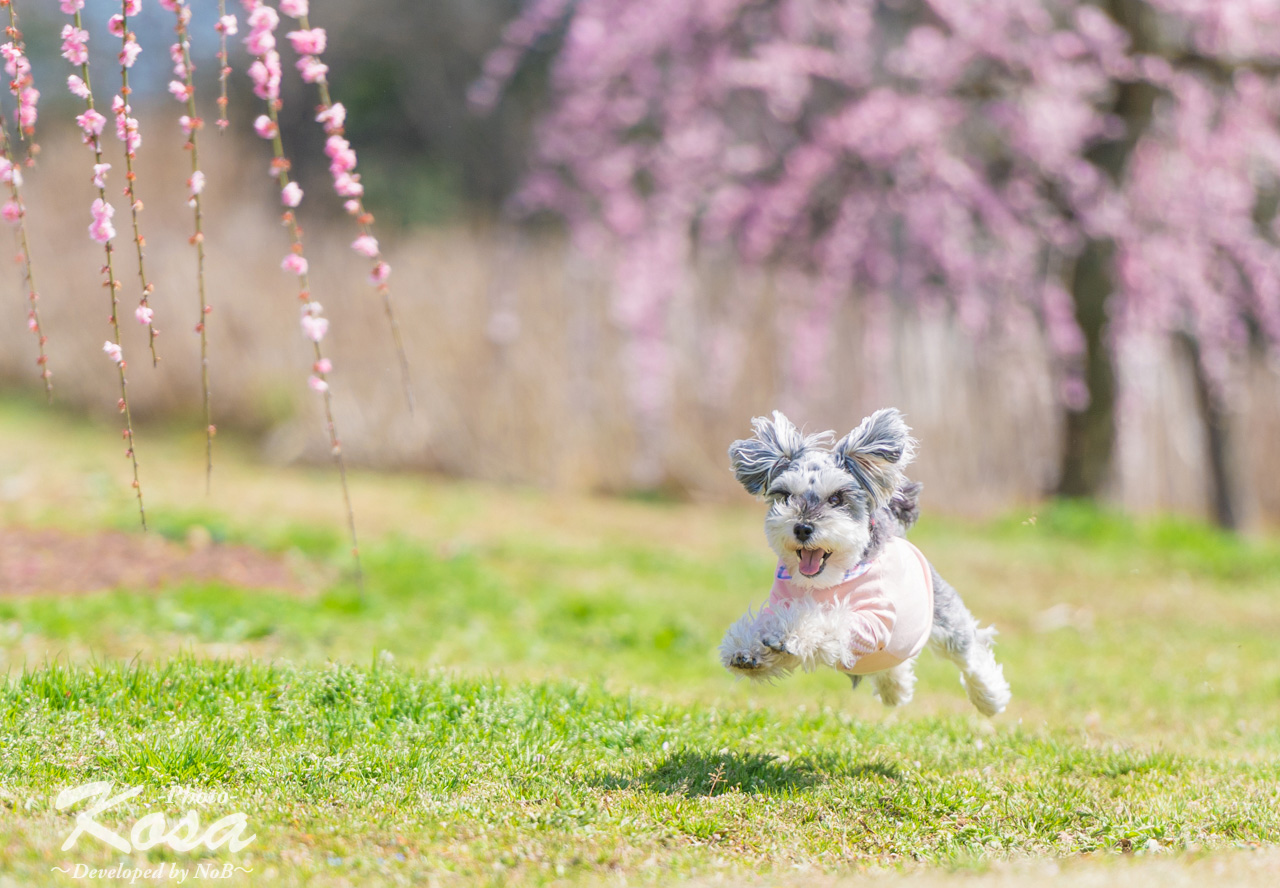 f:id:nob-ponz:20190313194844j:plain f:id:nob-ponz:20190313194844j:plain