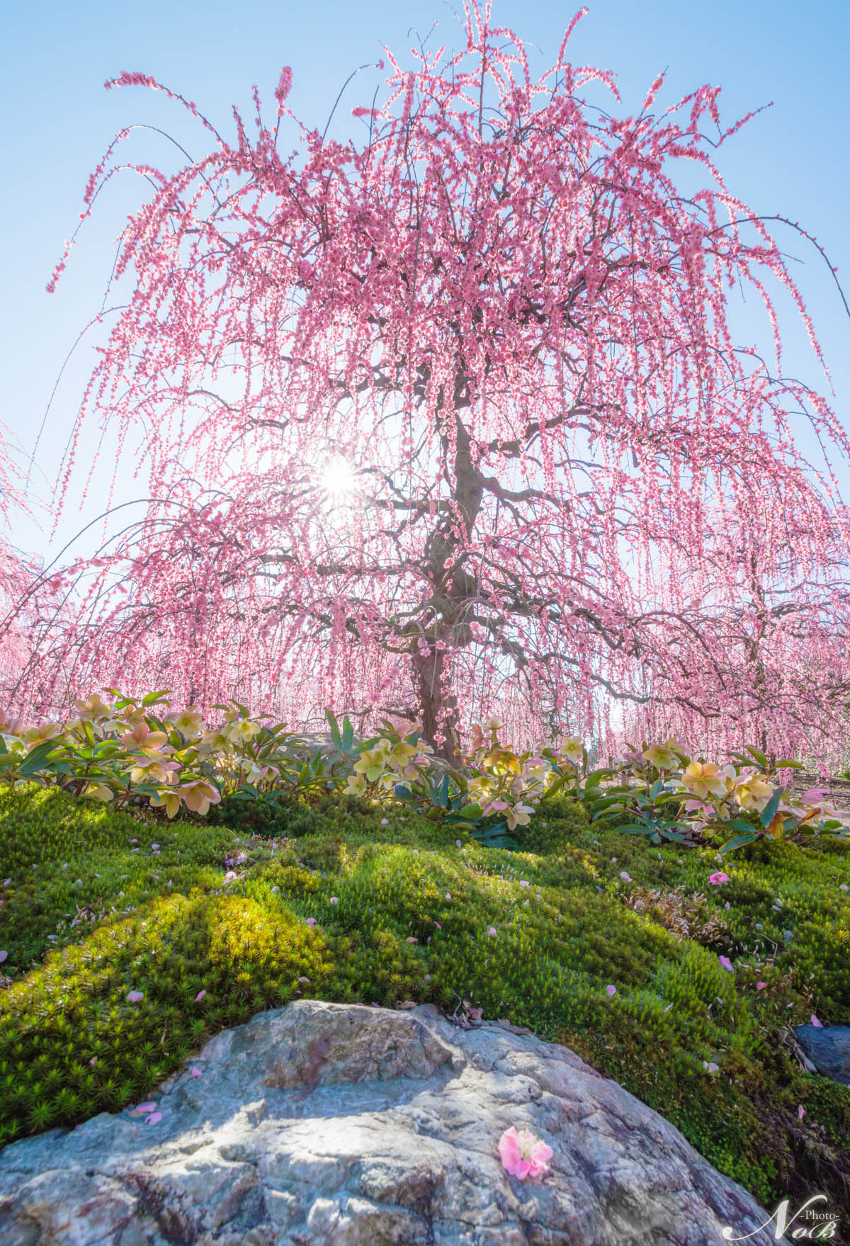 f:id:nob-ponz:20190319180312j:plain f:id:nob-ponz:20190319180312j:plain