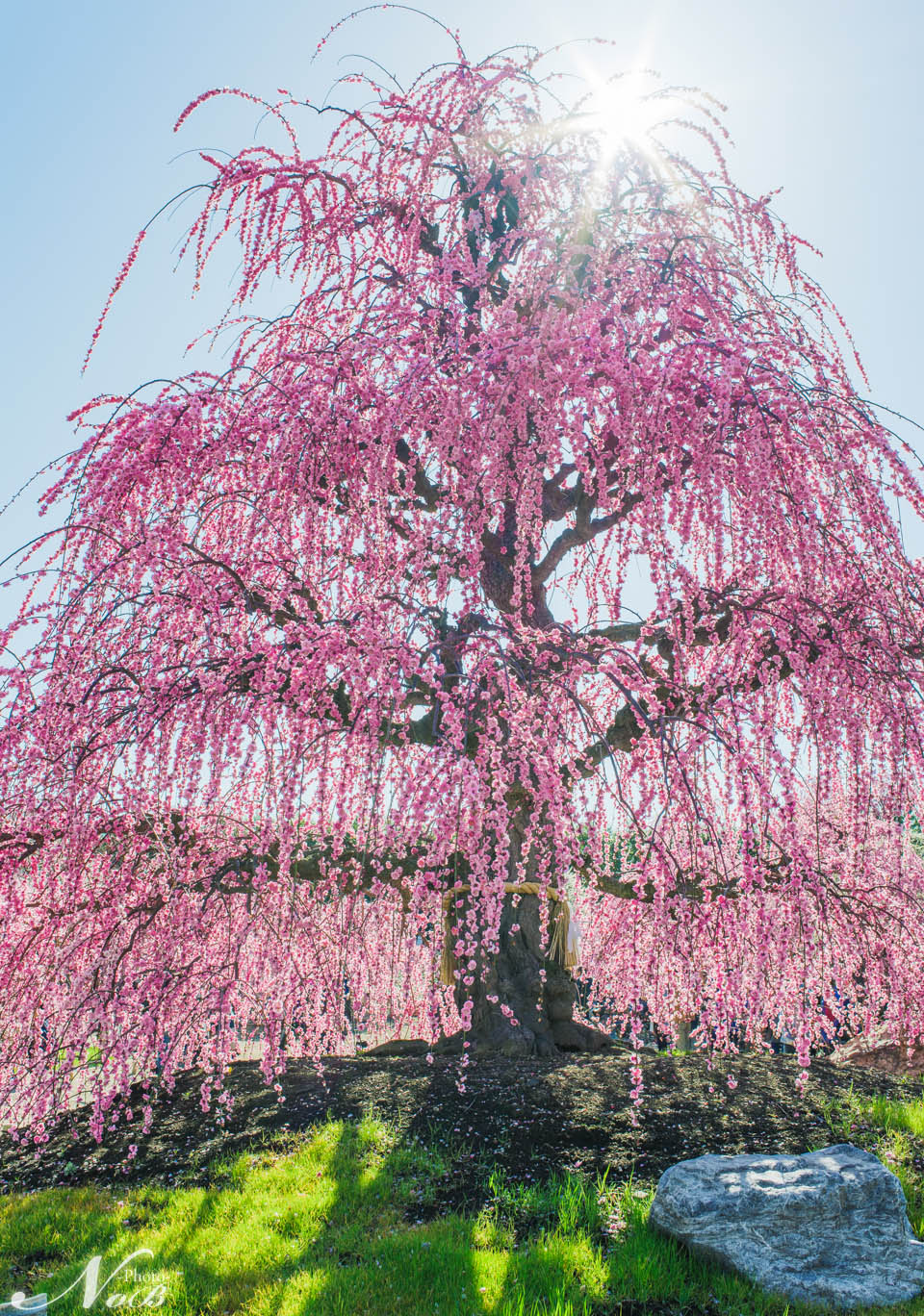 f:id:nob-ponz:20190319180317j:plain