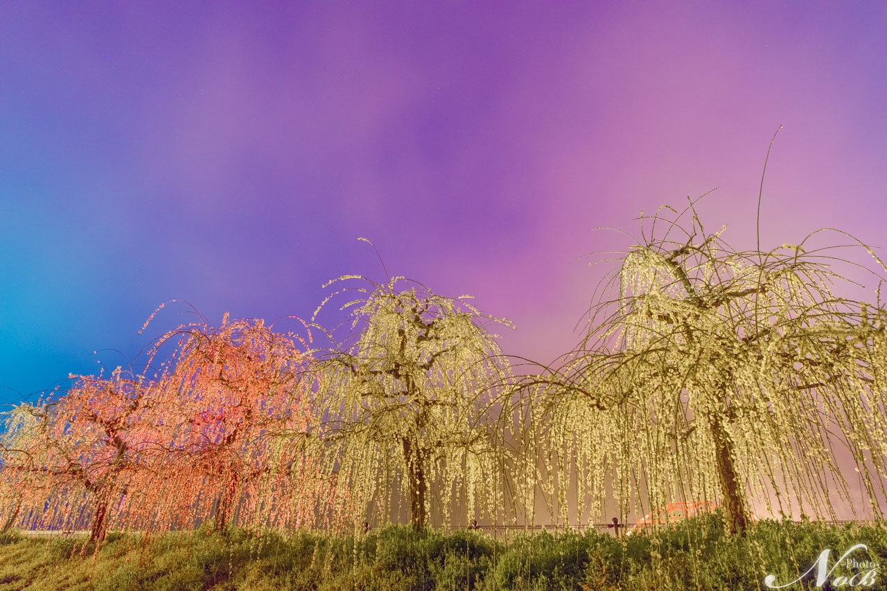 f:id:nob-ponz:20190319180327j:plain