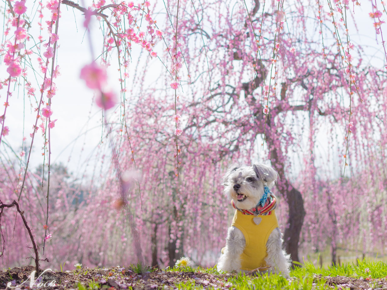 f:id:nob-ponz:20190319180412j:plain