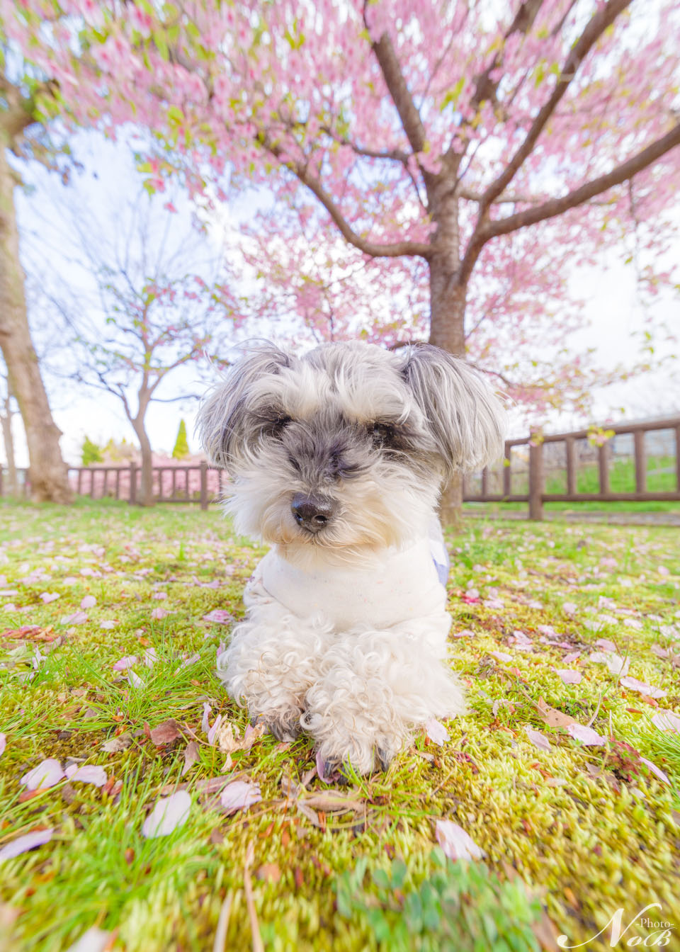f:id:nob-ponz:20190319224504j:plain f:id:nob-ponz:20190319224504j:plain