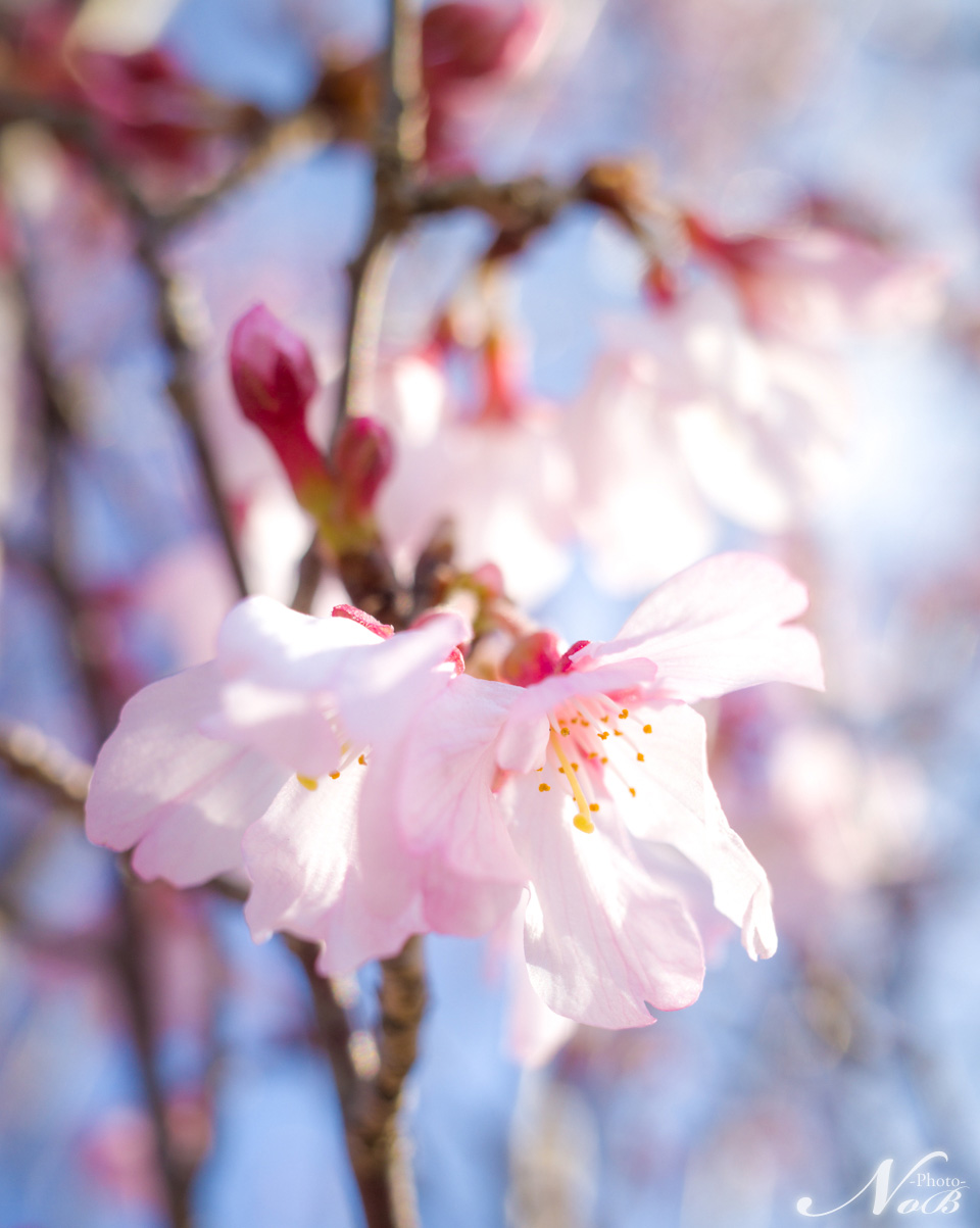f:id:nob-ponz:20190426223701j:plain f:id:nob-ponz:20190426223701j:plain