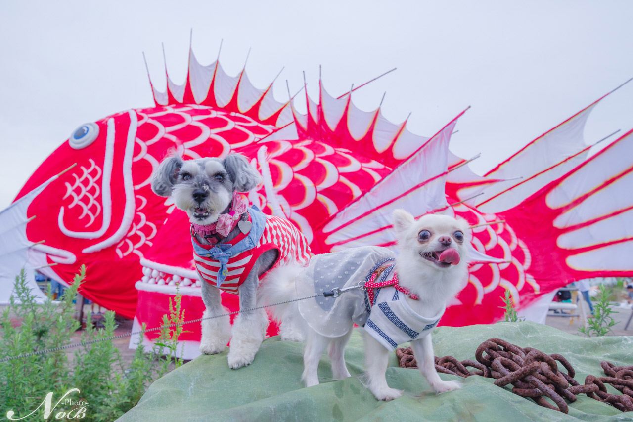 f:id:nob-ponz:20190722175059j:plain f:id:nob-ponz:20190722175059j:plain