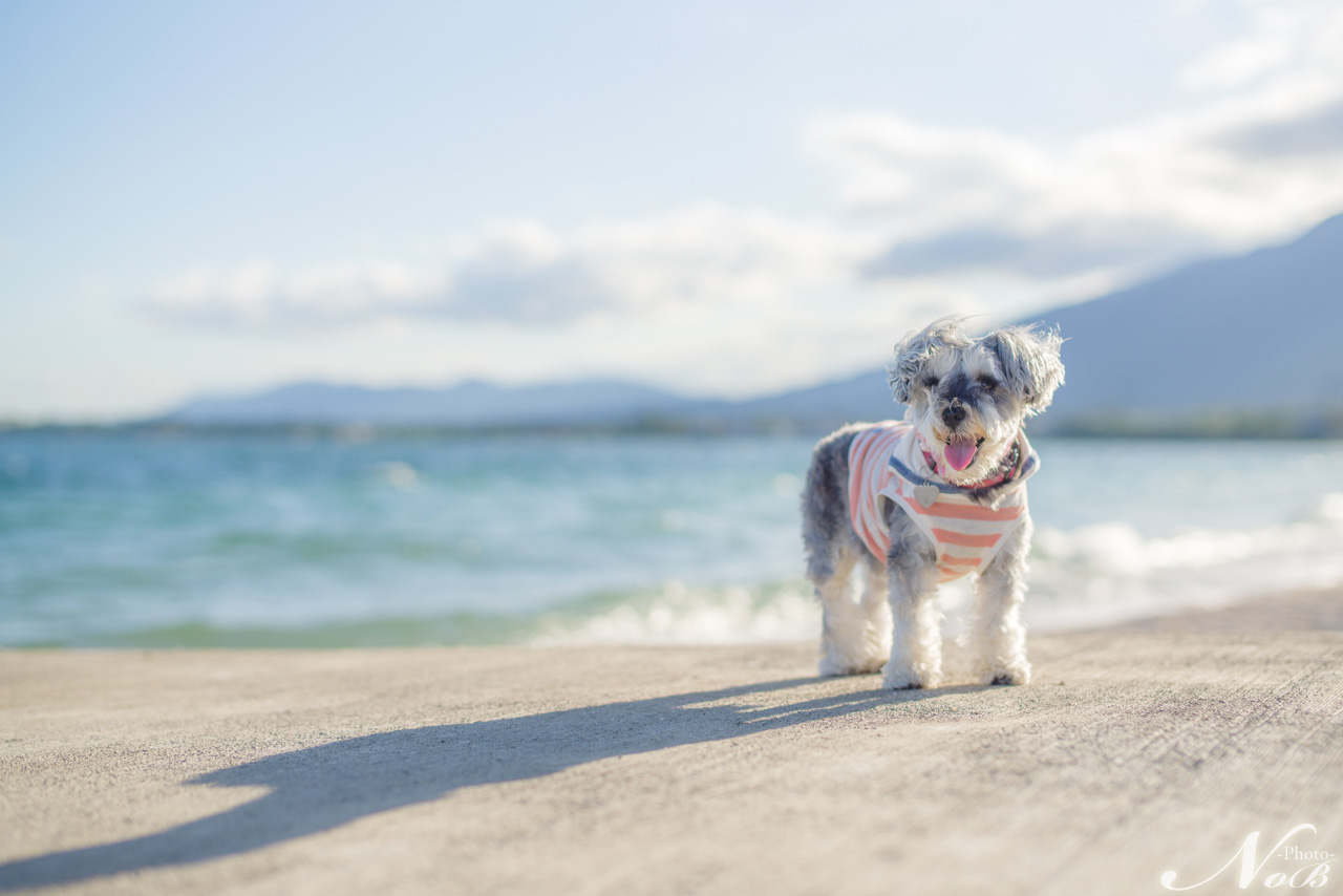 f:id:nob-ponz:20190909003028j:plain f:id:nob-ponz:20190909003028j:plain