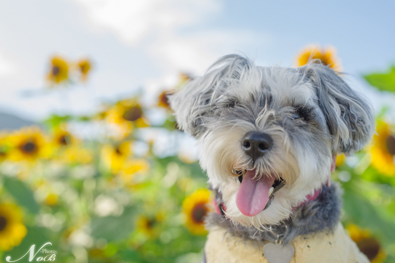 f:id:nob-ponz:20190925085016j:plain f:id:nob-ponz:20190925085016j:plain