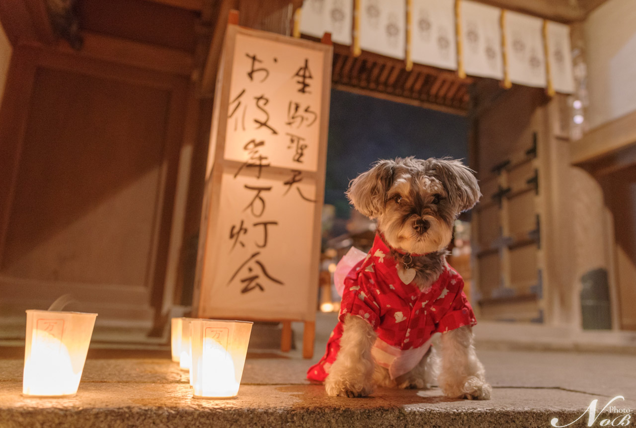 f:id:nob-ponz:20191007115521j:plain f:id:nob-ponz:20191007115521j:plain