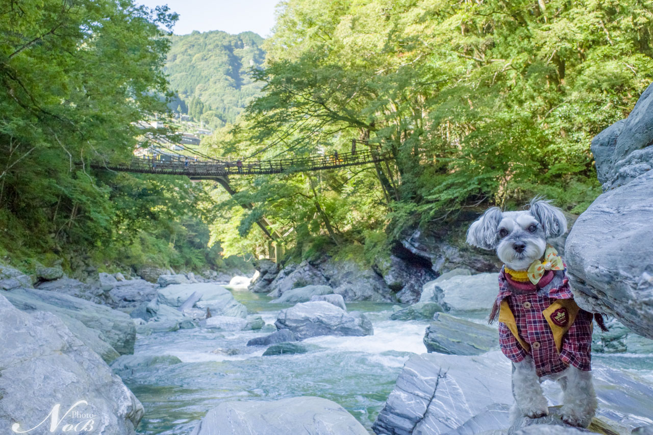 f:id:nob-ponz:20191021223114j:plain f:id:nob-ponz:20191021223114j:plain