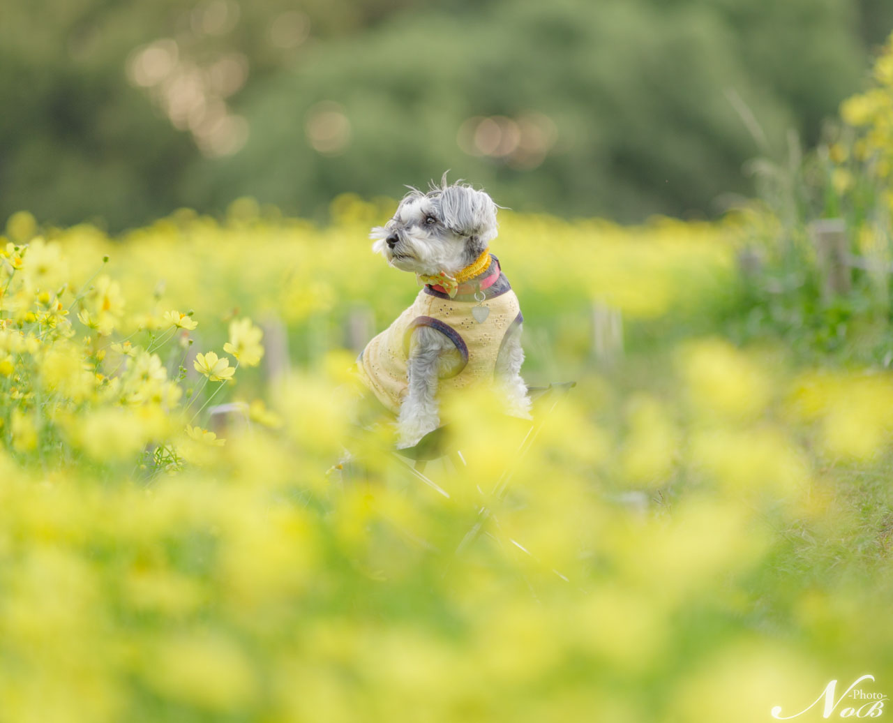 f:id:nob-ponz:20191106185333j:plain f:id:nob-ponz:20191106185333j:plain