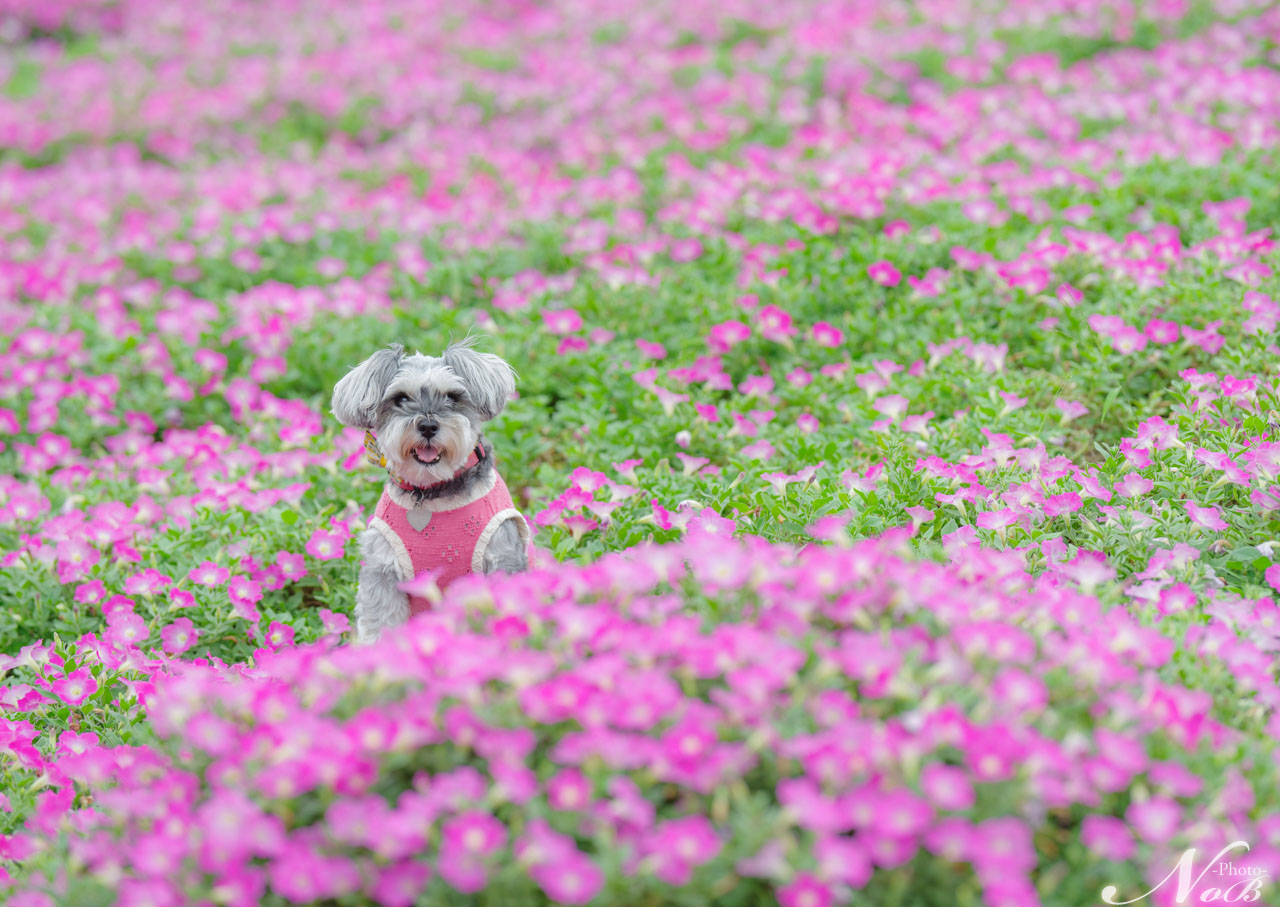 f:id:nob-ponz:20201013204407j:plain f:id:nob-ponz:20201013204407j:plain
