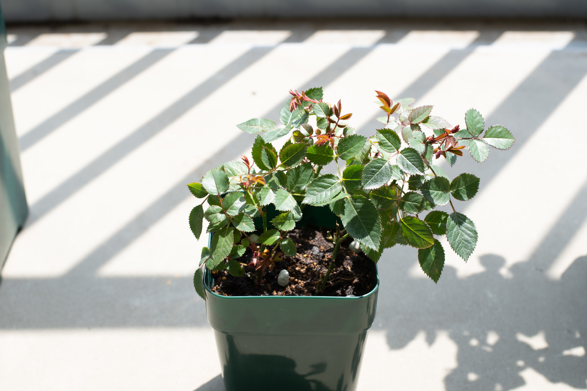 ミニバラの植え替え 記憶のキロク