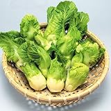 高菜 タカナ タネ 菜類 早生祝蕾 1袋(30粒) 種 野菜たね 【YTC67】 / 国華園 第四種郵便 22年秋商品