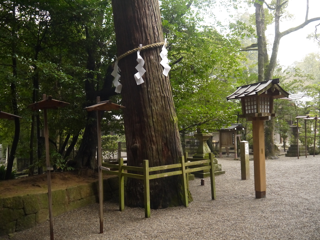 石上神宮 神杉