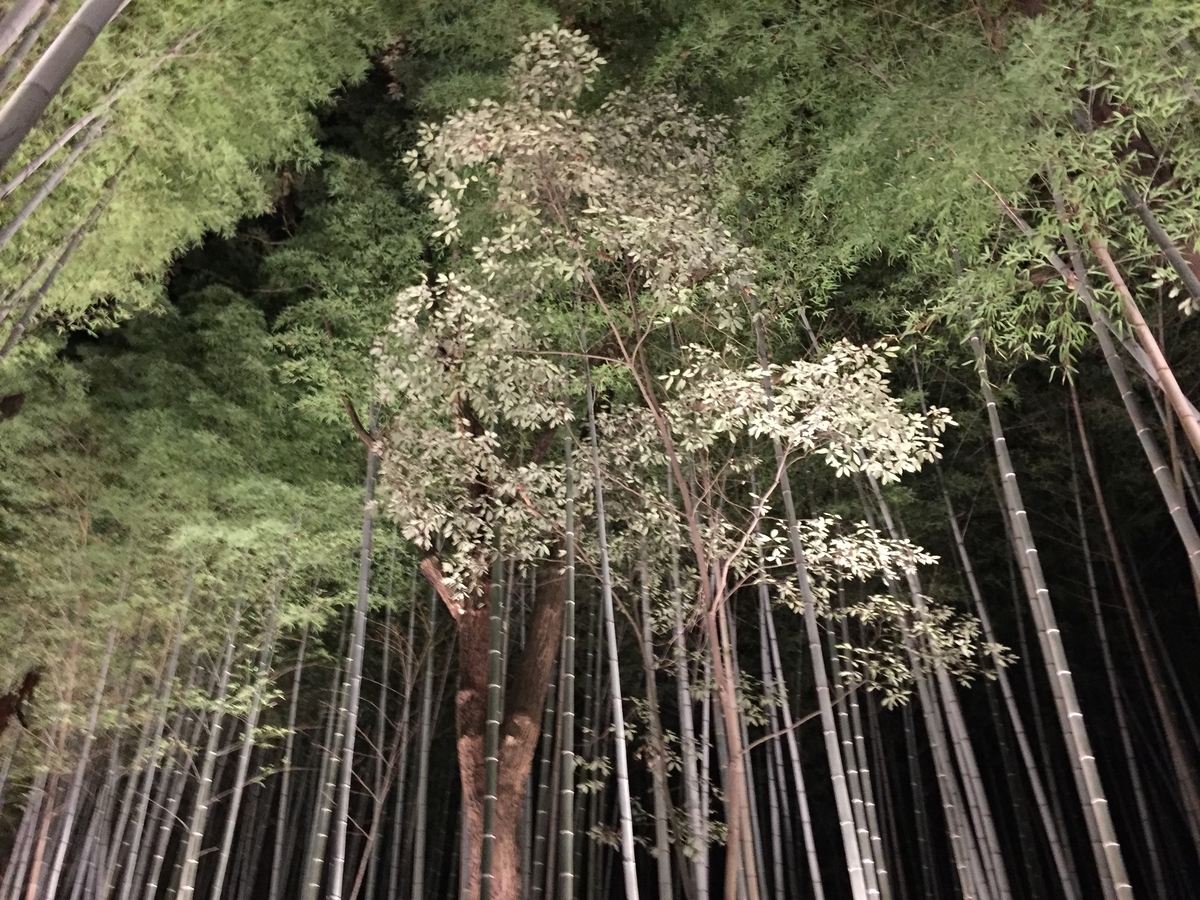 嵐山竹林 京都嵐山 ②