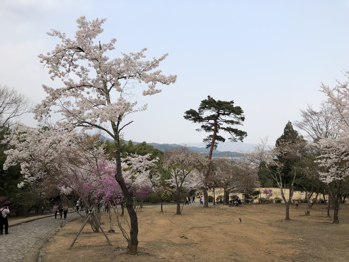 嵐山 さくら 京都