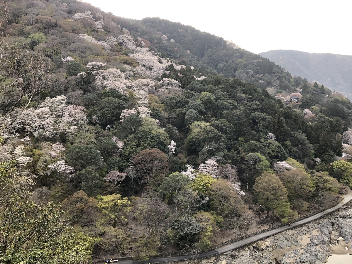 嵐山竹林 京都嵐山 亀山公園 絶景