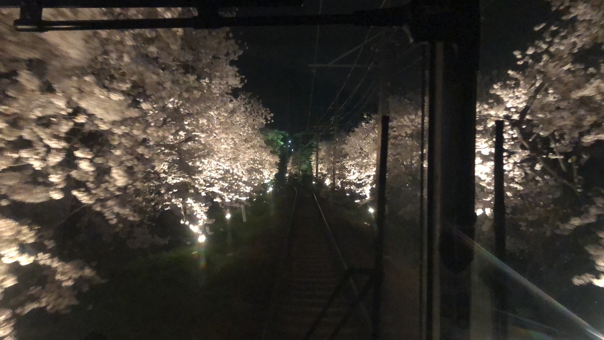桜 ライトアップ