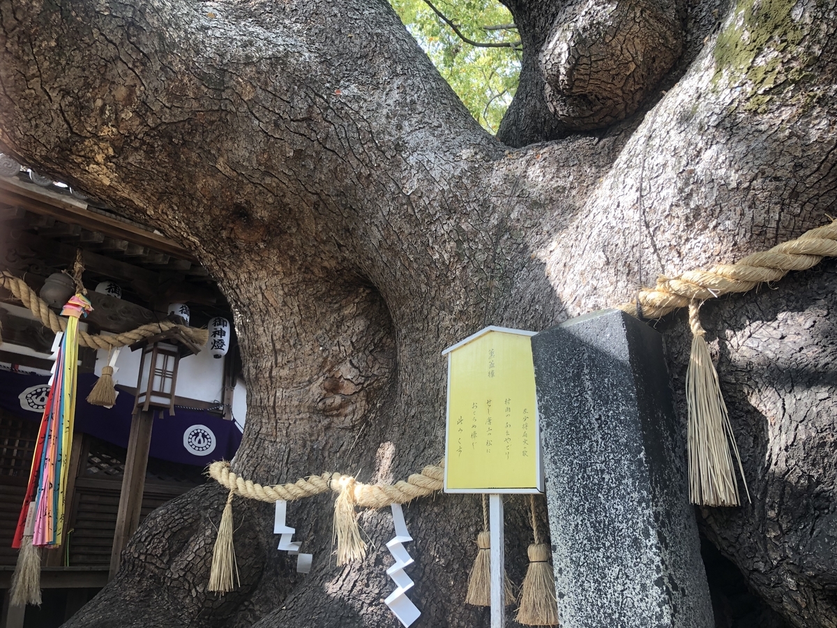 三島神社 拝殿 薫蓋樟