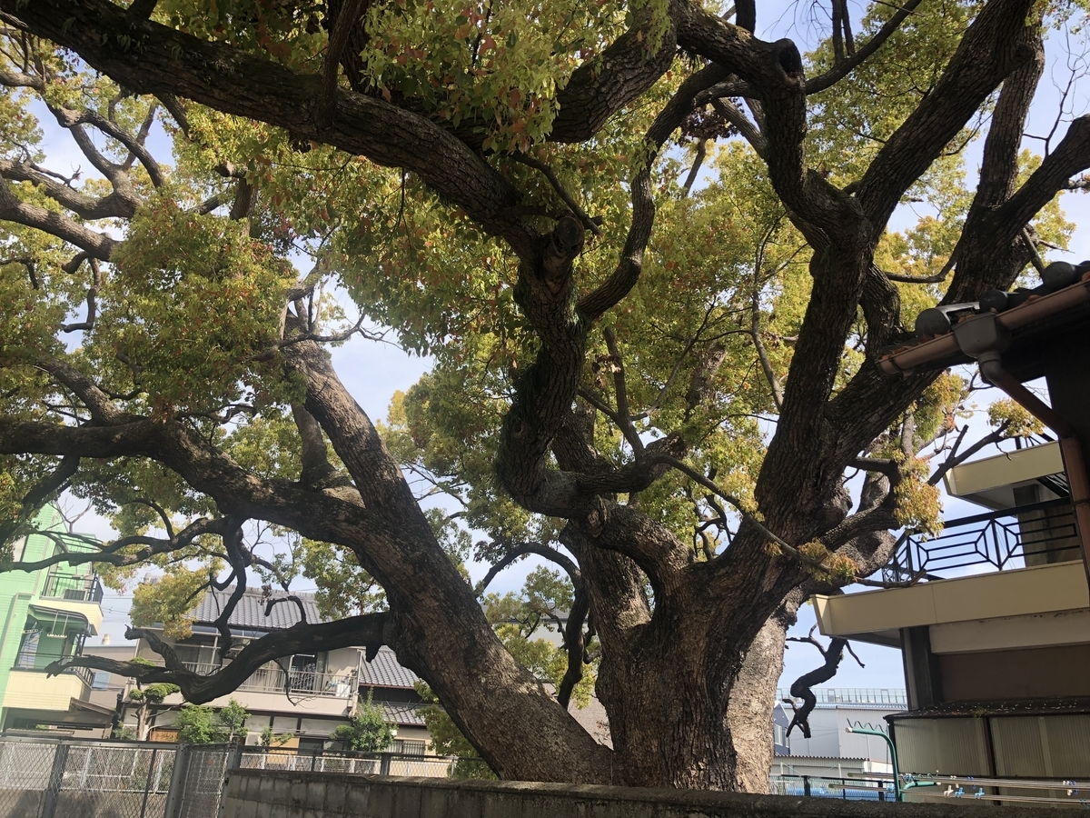 クスノキ 堤根神社