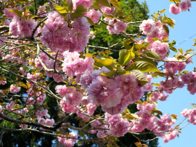 f:id:nobie-t:20180423154448j:plain f:id:nobie-t:20180423154448j:plain