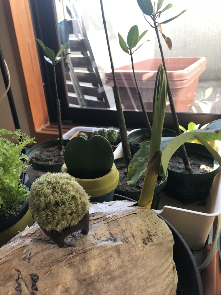f:id:nobiinu_nobi:20181021100254j:plain f:id:nobiinu_nobi:20181021100254j:plain