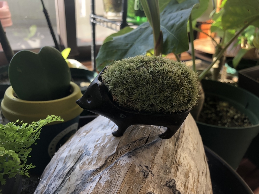 f:id:nobiinu_nobi:20181021100442j:plain f:id:nobiinu_nobi:20181021100442j:plain