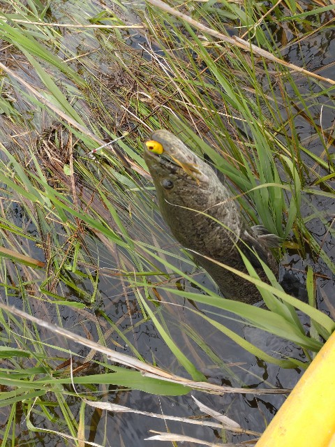 f:id:nobinson:20240520233530j:image f:id:nobinson:20240520233530j:image