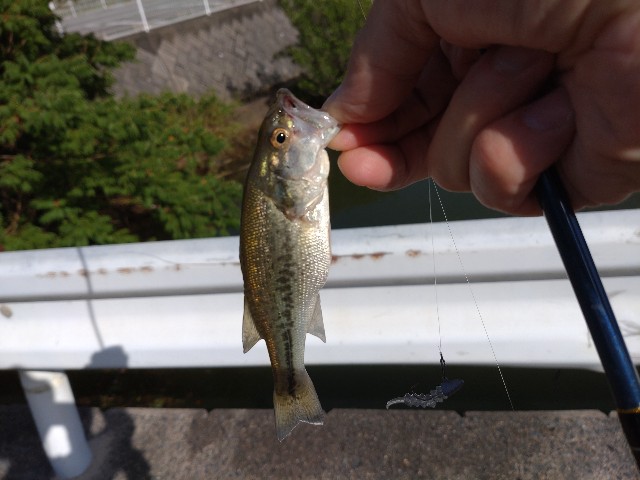 f:id:nobinson:20240721132744j:image f:id:nobinson:20240721132744j:image