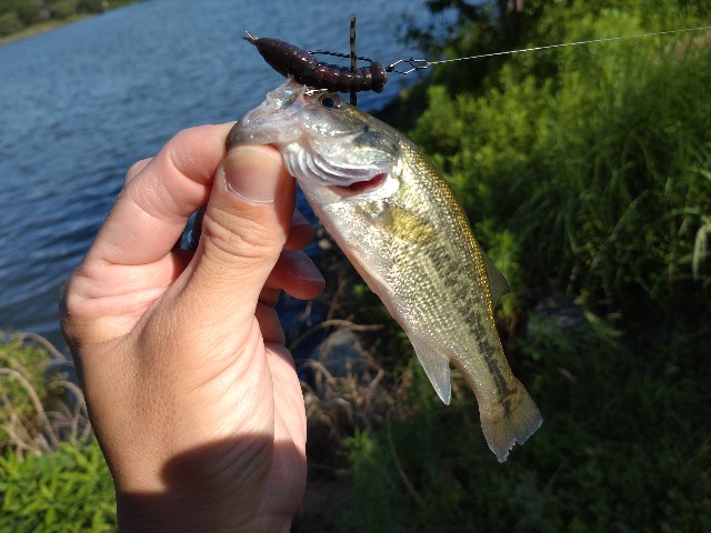 f:id:nobinson:20240721134524j:image f:id:nobinson:20240721134524j:image