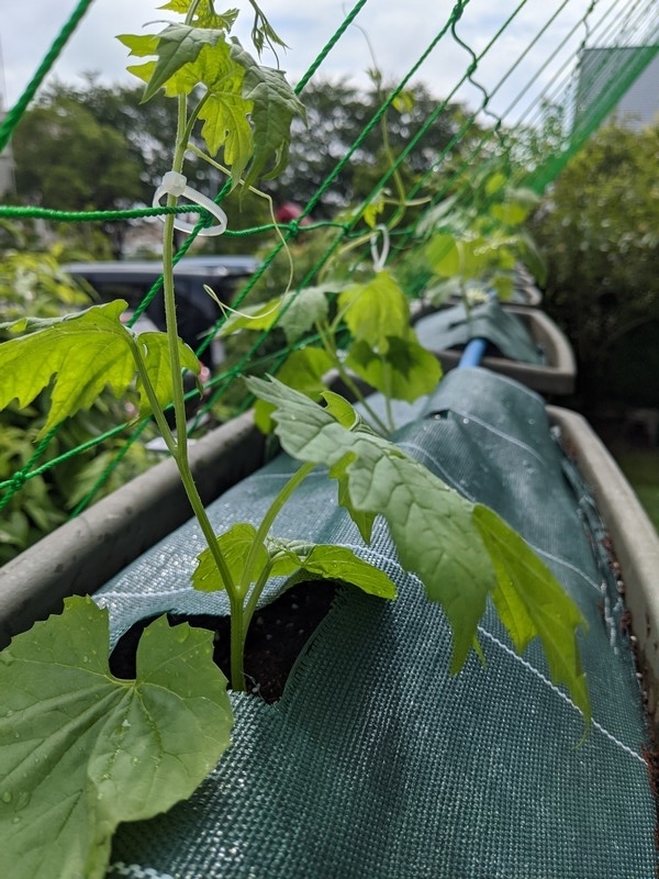 f:id:nobita_RX7:20210615115120j:plain