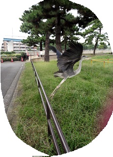 f:id:noblekanazawa70:20161005215516j:image