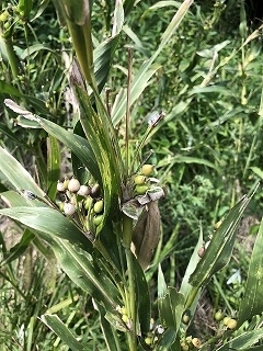 f:id:noblekanazawa70:20180920134022j:image