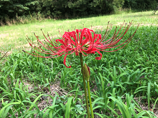 f:id:noblekanazawa70:20180920134024j:image