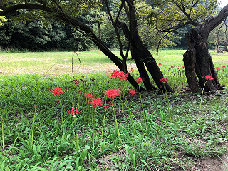 フラワースクール東京