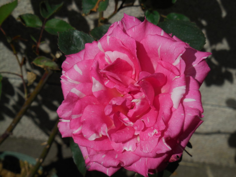 f:id:noblin:20140423093906j:image