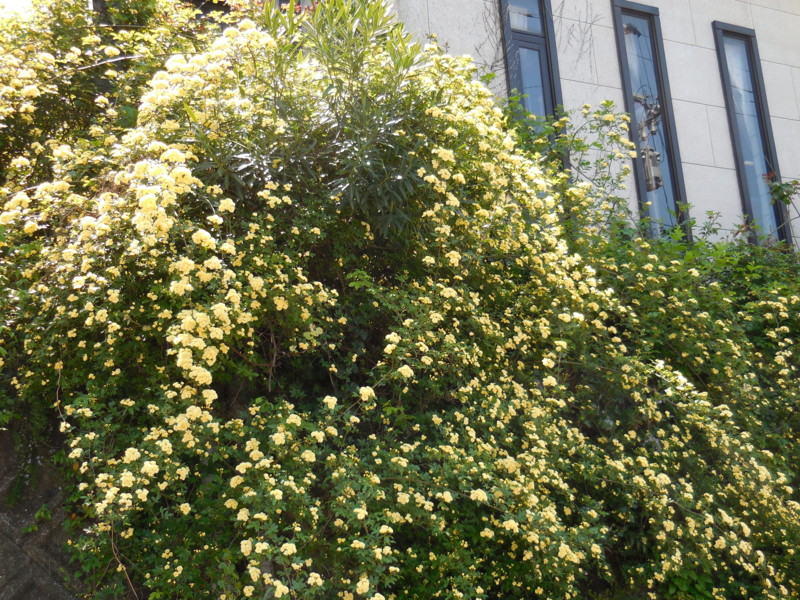 f:id:noblin:20140423114042j:image