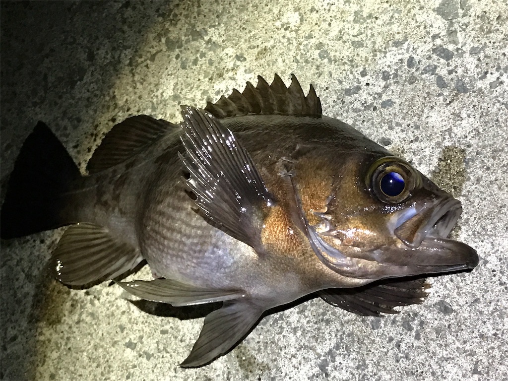 f:id:nobo2600:20161221223935j:image f:id:nobo2600:20161221223935j:image