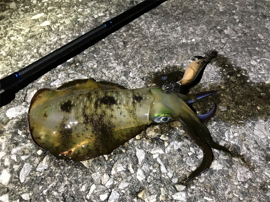 やっぱりエギングは最高! - CAMPING FISH