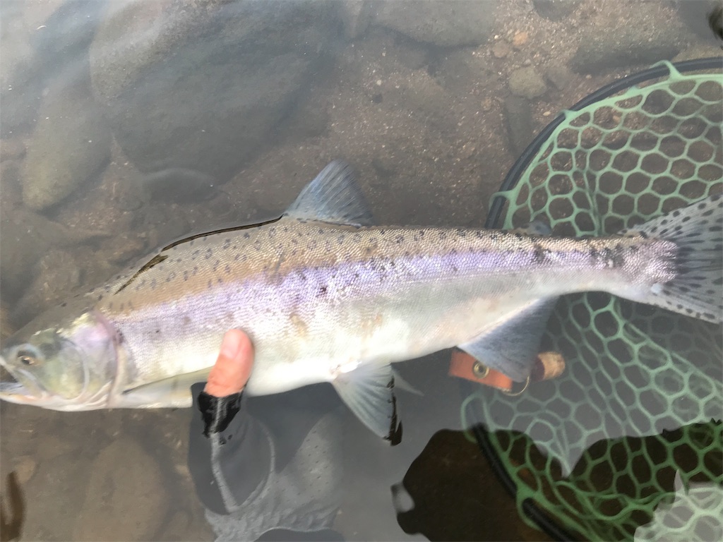 本州カラフトマス Camping Fish 本州カラフトマス Camping Fish